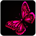 Butterfly Wallpaper HD