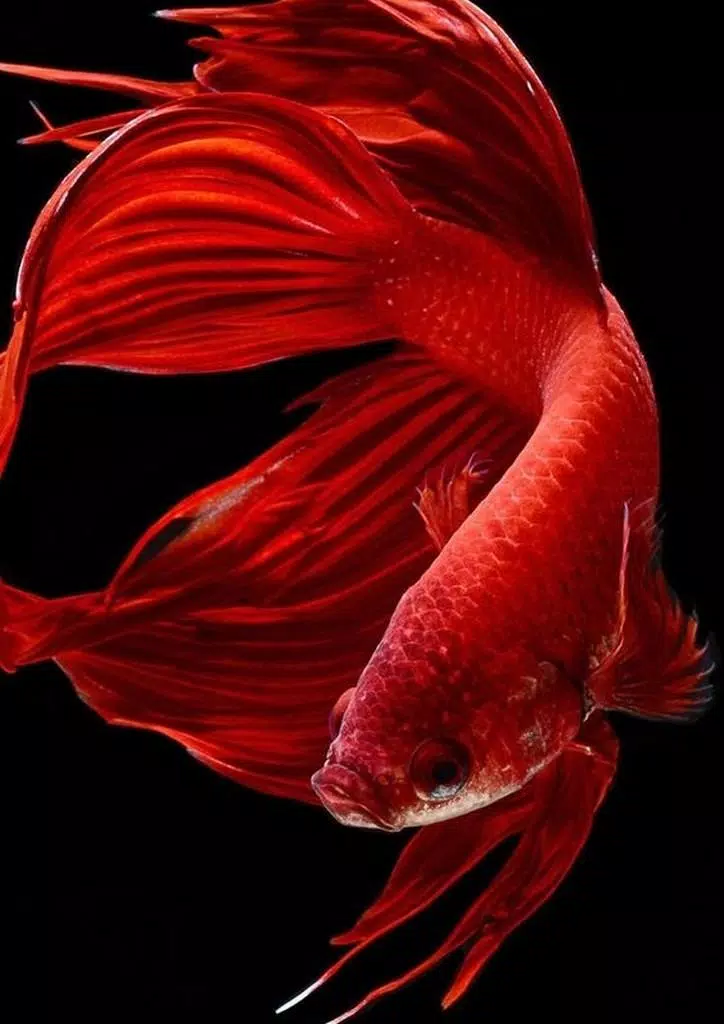 Best Betta Fish Wallpaper APK for Android Download Best Betta Fish Wallpaper APK for Android Download