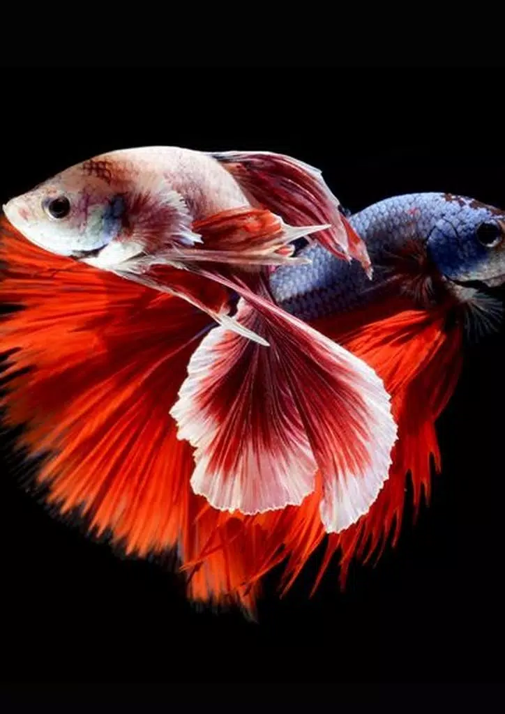 Tải xuống APK Best Betta Fish Wallpaper cho Android Tải xuống APK Best Betta Fish Wallpaper cho Android