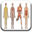 All Body Systems