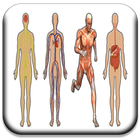 All Body Systems simgesi