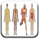 All Body Systems أيقونة