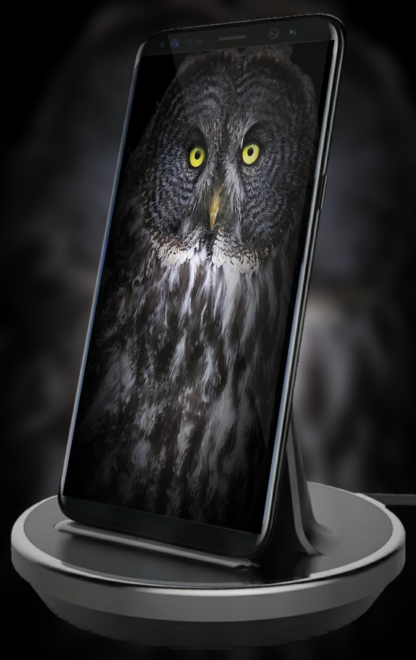 Unduh 300 Wallpaper Android Owl HD Paling Keren Unduh 300 Wallpaper Android Owl HD Paling Keren