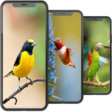 Bird Wallpapers HD biểu tượng