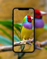 Bird Wallpapers HD скриншот 2
