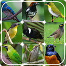 Masteran birdsong APK