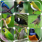 Masteran birdsong আইকন