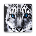 Tiger Wallpapers 3D