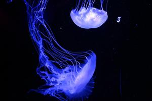 Aquatic Wallpaper HD ภาพหน้าจอ 3