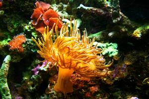 Aquatic Wallpaper HD โปสเตอร์