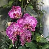 Orquídeas sanas icône
