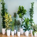 Plantas de Interiores APK