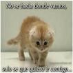 Gatitos tiernos