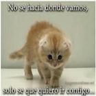 Gatitos tiernos icon