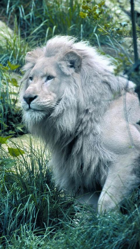 White Lion Wallpapers HD Free APK per Android Download