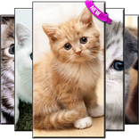 Cute Cat Wallpapers HD Free