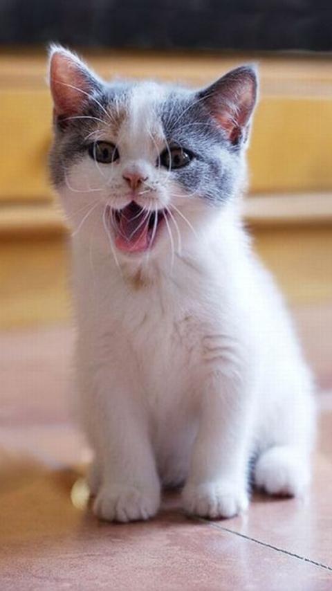 Cute Cat Wallpapers HD Free APK do pobrania na Androida Cute Cat Wallpapers HD Free APK do pobrania na Androida