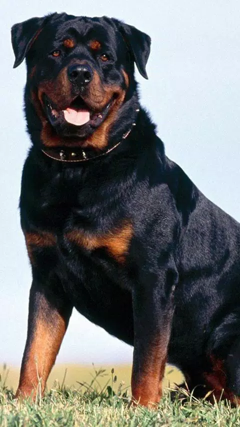 Rottweiler Wallpapers Hd Free Apk For Android Download