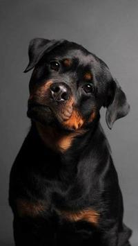 Download Rottweiler Wallpapers Hd Free Apk For Android Latest