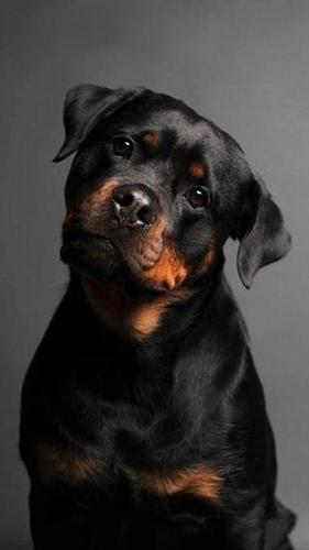 Rottweiler Wallpapers Hd Free For Android Apk Download