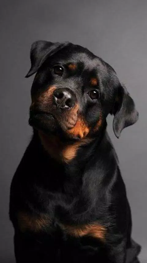 Rottweiler Wallpapers Hd Free Apk For Android Download