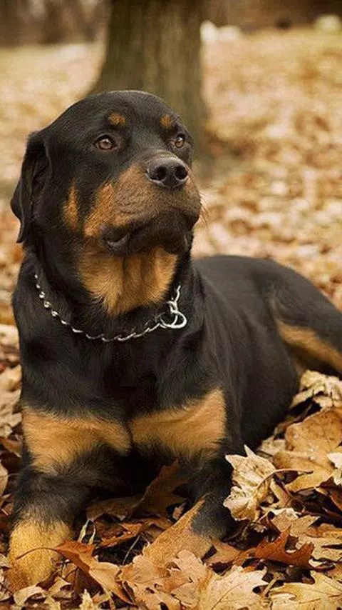 Rottweiler Wallpapers Hd Free Apk Pour Android Telecharger