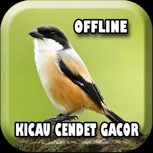 Kicau Cendet Isian Offline For Android Apk Download