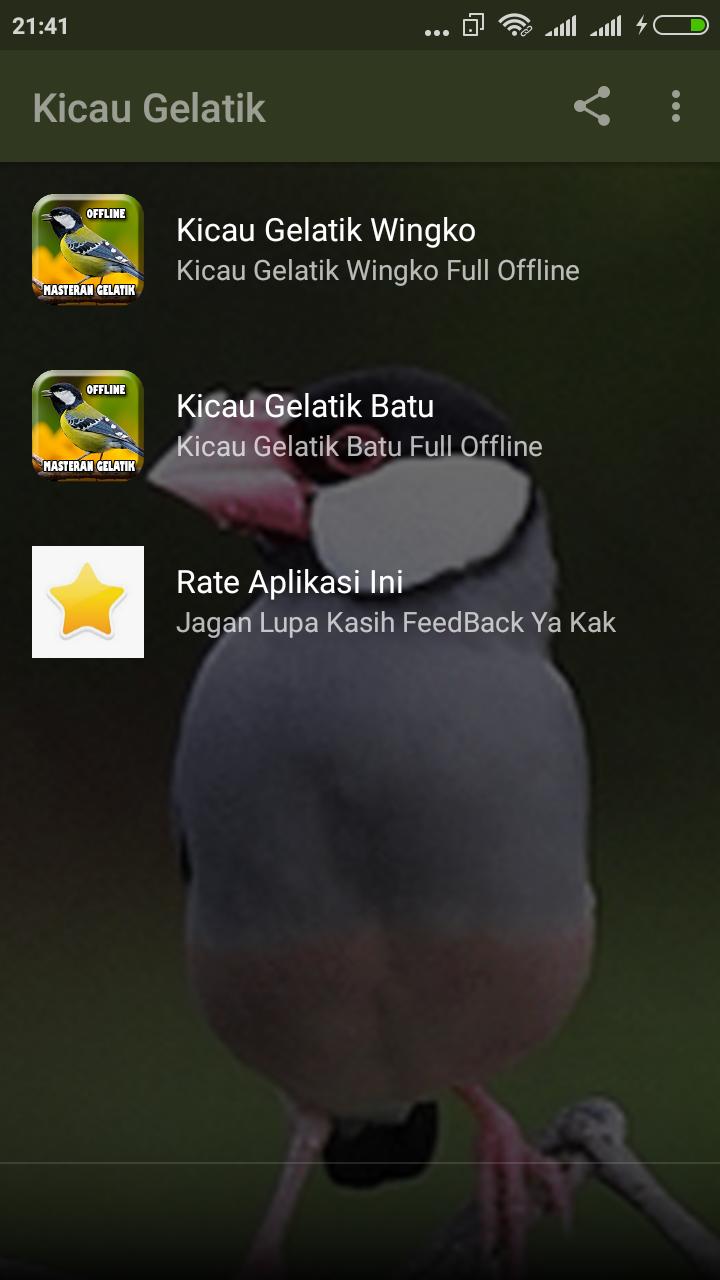 20+ Burung gelatik wingko gacor terbaru