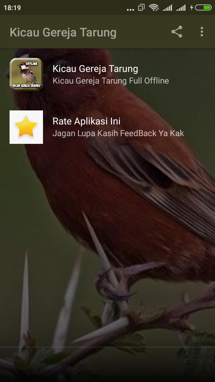 Kicau Burung Gereja Tarung Offline For Android Apk Download