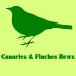 Canaries and Finches News
