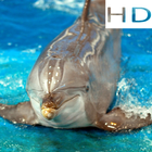 Amazing Dolphin HD Wallpapers আইকন