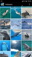 Amazing Dolphin HD Wallpapers पोस्टर