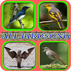 ALL BIRDSINGER ไอคอน