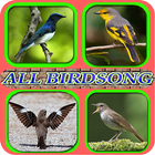 ALL BIRDSINGER icône