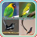 Kicau Burung Master Gacor アイコン