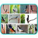 101+ Kicau Burung Gacor Bingit-APK