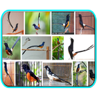 101+ Kicau Burung Gacor Bingit أيقونة