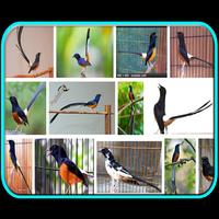 101+ Kicau Burung Gacor Bingit تصوير الشاشة 1
