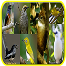 mp3 kicau burung se - Indonesia APK