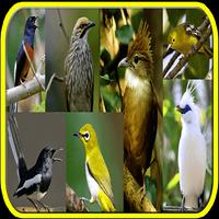 Poster mp3 kicau burung se - Indonesia