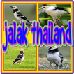 Kicau Jalak Thailand Gacor
