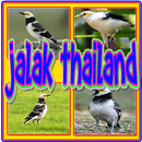 Kicau Jalak Thailand Gacor-APK