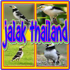 Kicau Jalak Thailand Gacor icône