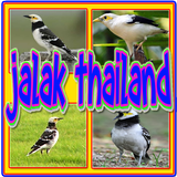 Kicau Jalak Thailand Gacor أيقونة