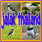 Kicau Jalak Thailand Gacor icon