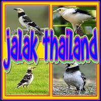 Kicau Jalak Thailand Gacor Affiche