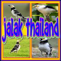 Kicau Jalak Thailand Gacor الملصق
