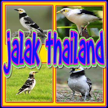 Kicau Jalak Thailand Gacor 1 0 Android Download Apk