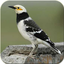 Jalak Thailand APK