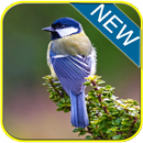 Kicau Burung Gelatik Batu APK